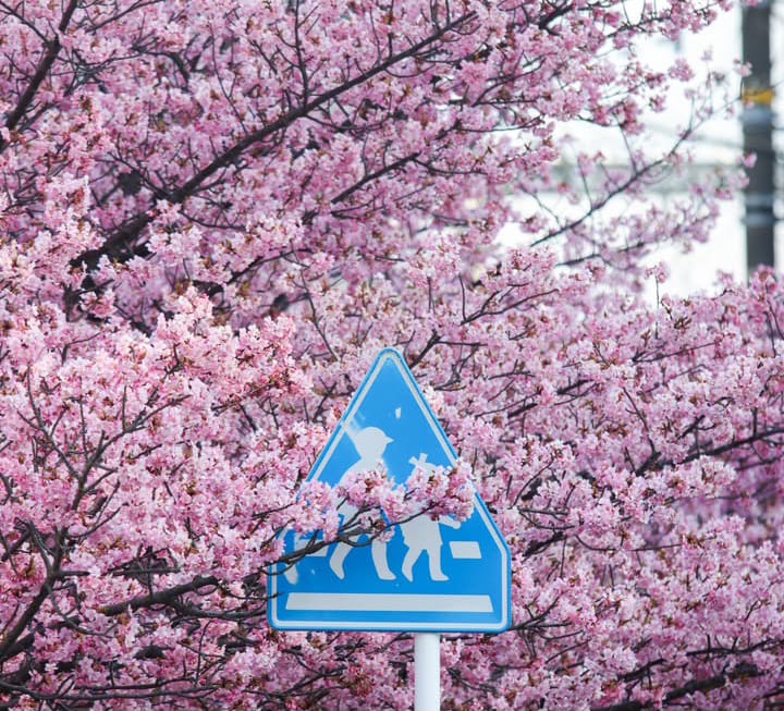 festival sakura dibatalkan. (Instagram @japanspecialist_es)