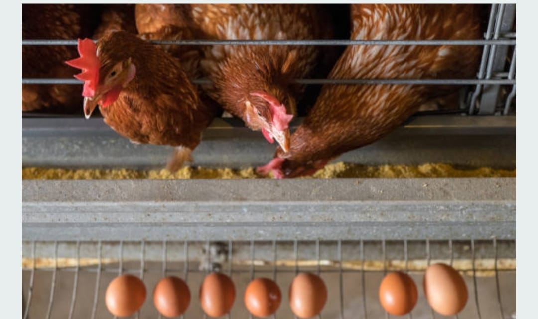 ilustrasi (pixabay.com)