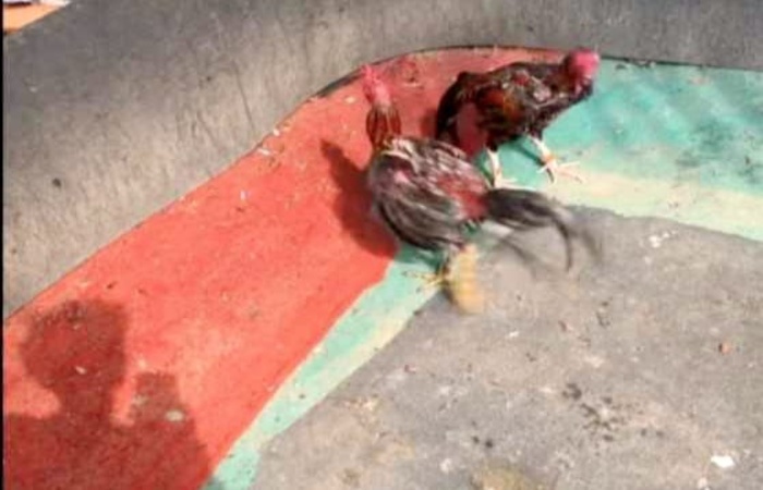 Sabung ayam di Desa Lau Mulgap, Selesai, Langkat resahkan masyarakat. (Istimewa/Sumut Pos)