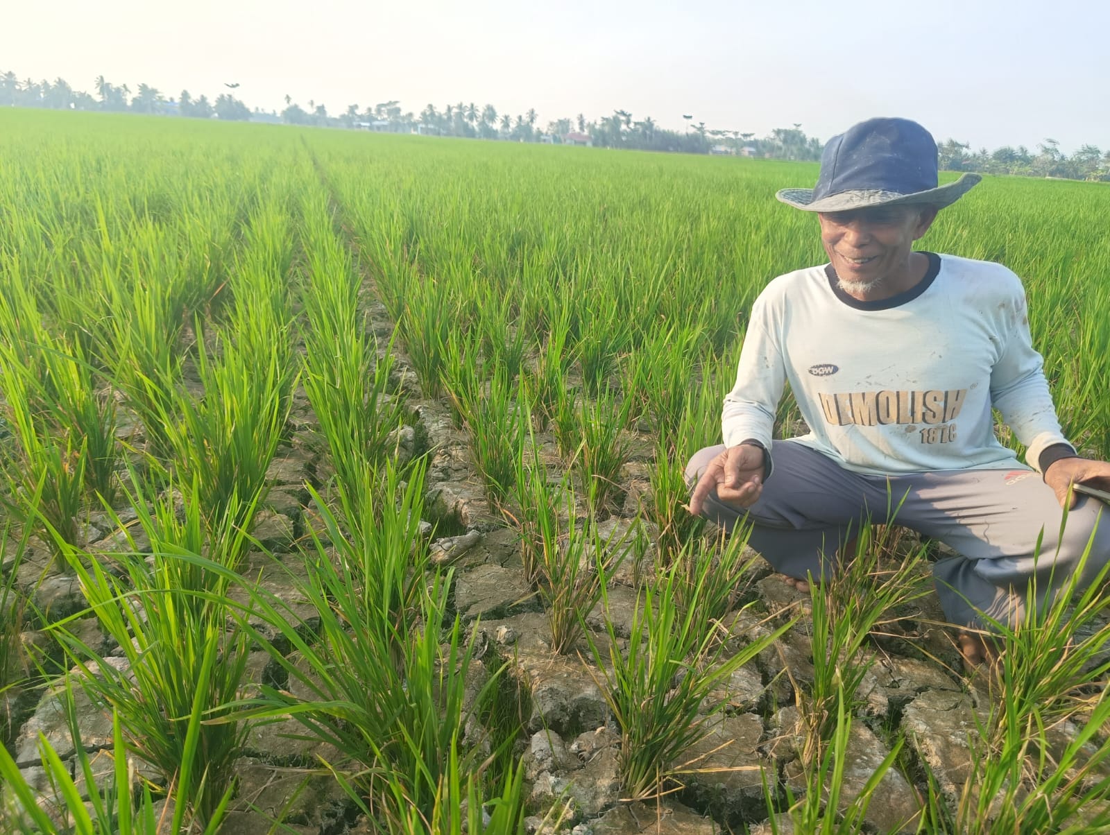Salah seorang petani dusun II yang menunjukkan kondisi padi di sawahnya yang kering. ( Fadly/ Sumut Pos )