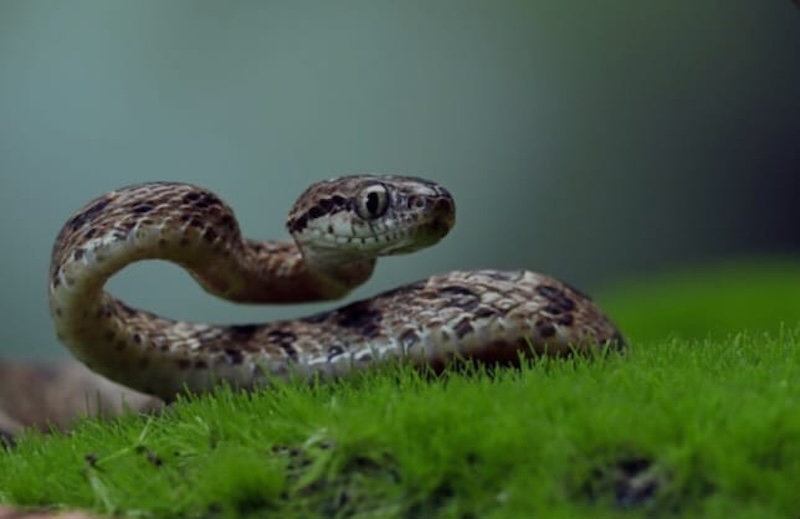 ilustrasi, keberadaan sarang ular di dalam atau sekitar rumah sejatinya bisa dideteksi. (freepik.com)