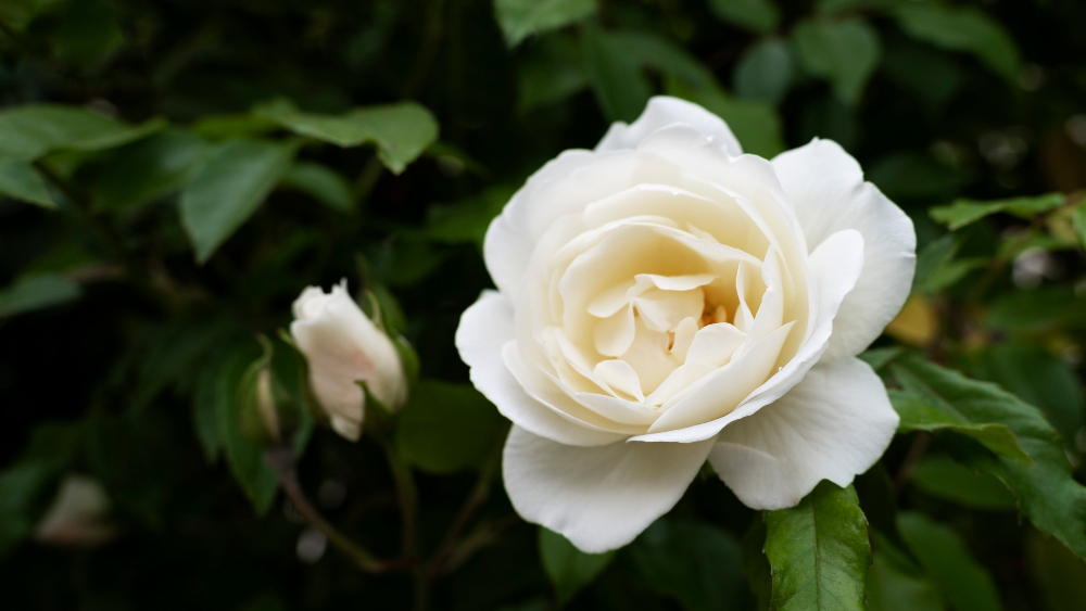 Bunga Gardenia. (FREEPIK)