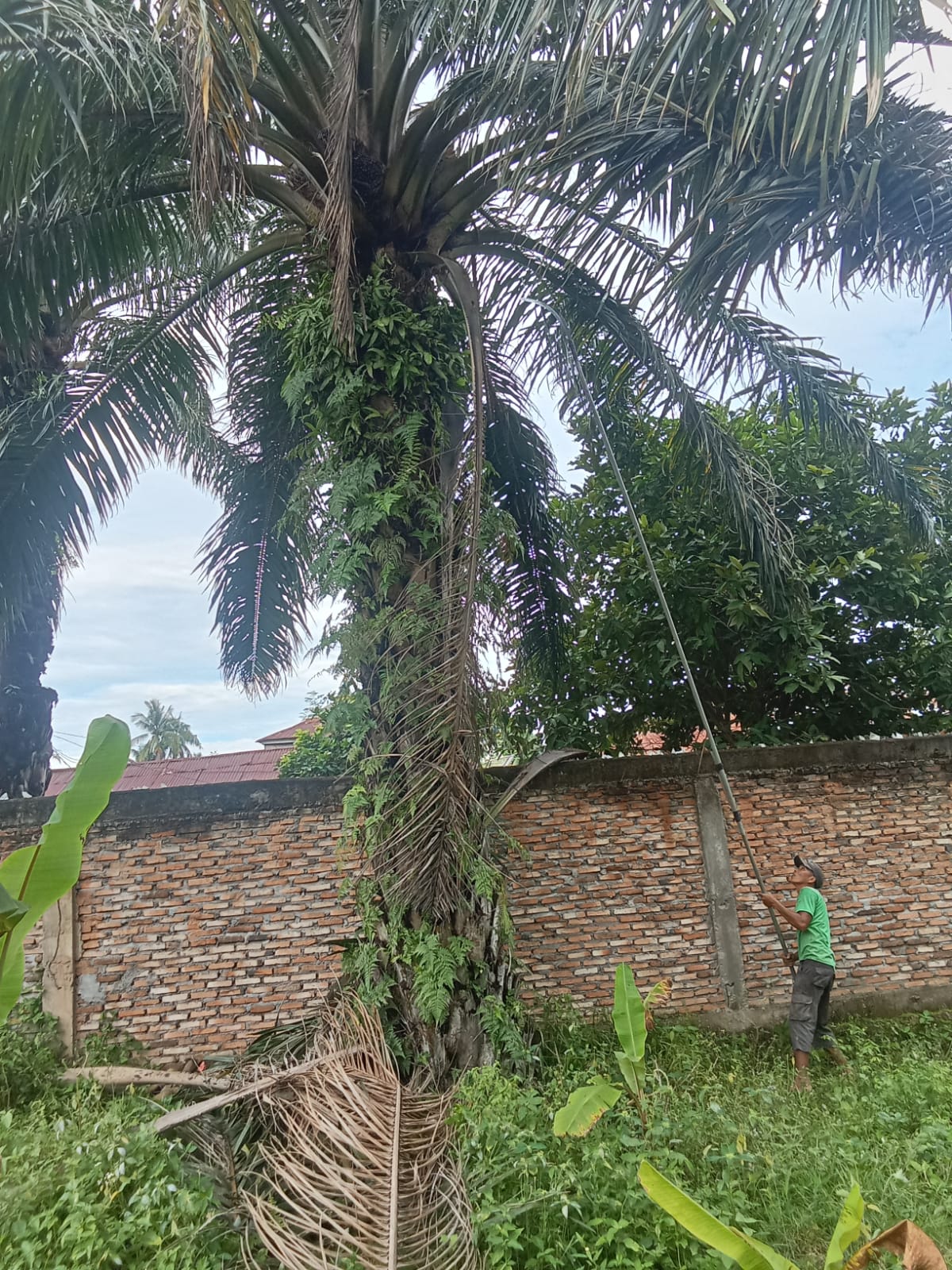 Saman saat mendodos buah sawit tetap beraktivitas di bulan suci Ramadan. (MITRA HARAHAP/SUMUT POS)