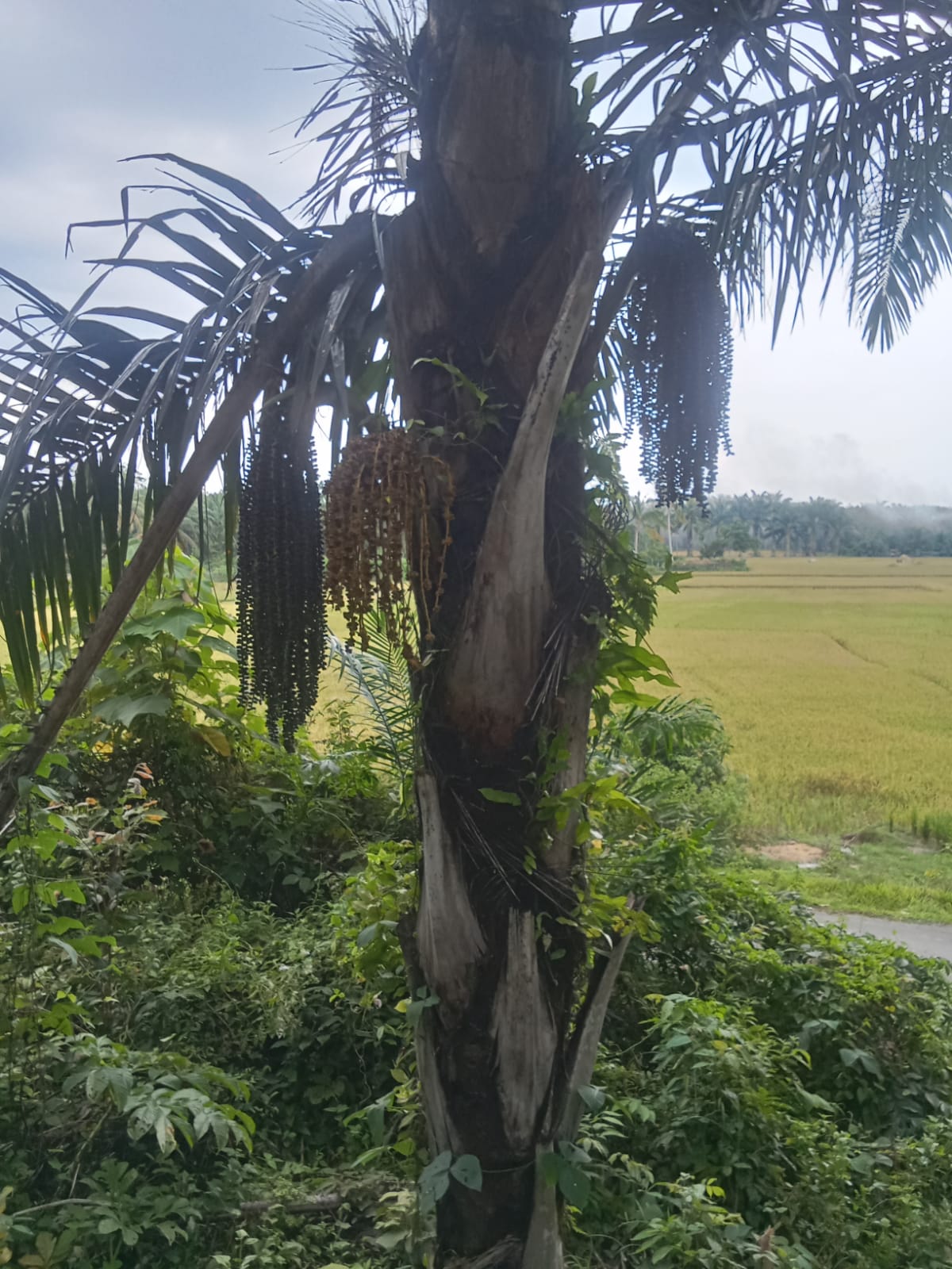 Pohon Nira. 