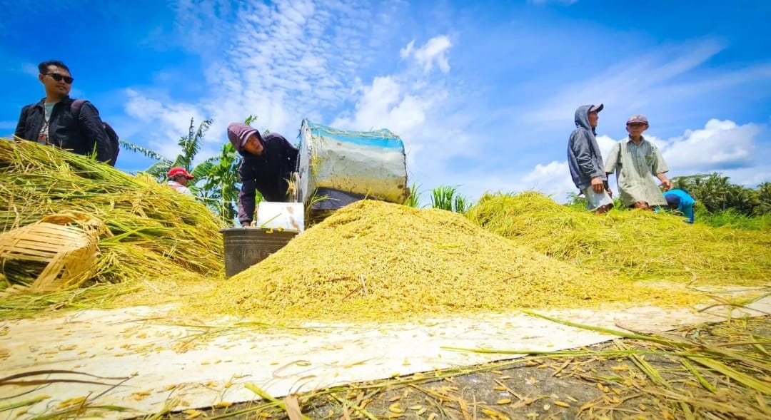 Di tengah ancaman krisis pangan global Indonesia justru dinilai berada pada jalur yang tepat menuju kemandirian pangan. ( dok : Kementan)
