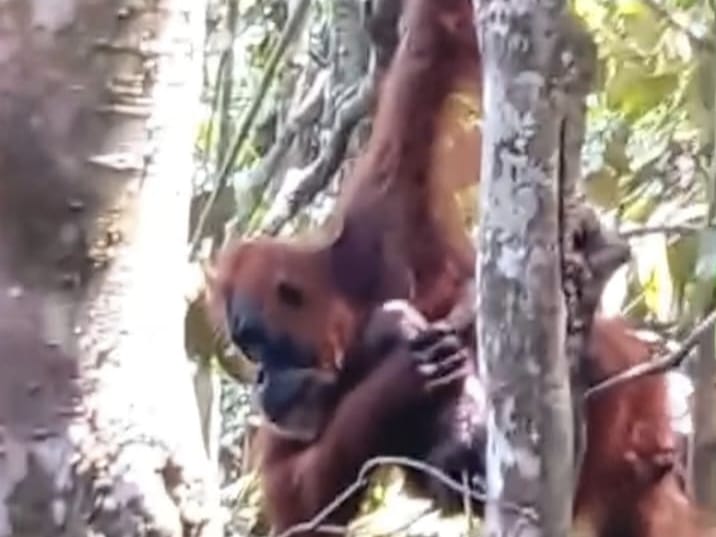  Pesek, Orangutan rehabilitan yang hidup bebas di TNGL, Bukit Lawang, Bahorok saat menggendong anak ketujuhnya. (Istimewa/Sumut Pos)