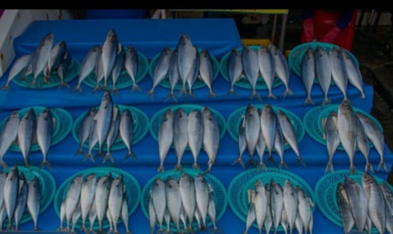 ilustrasi, ikan kembung menjadi salah satu bahan makanan yang baik untuk tulang. (pexels.com)
