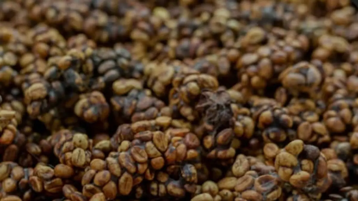 ilustrasi, kopi luwak dikenal salah satu bahan makanan mewah di dunia. (freepik.com)