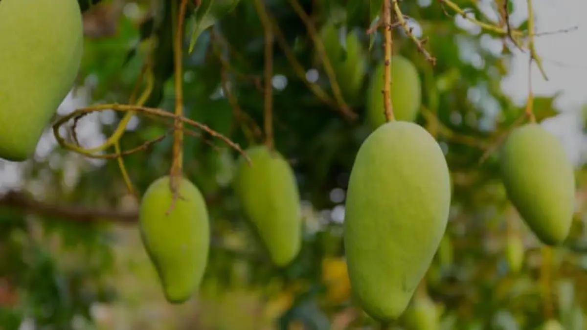 ilustrasi, mangga ternyata dapat mendukung kesehatan gula darah dan meningkatkan sensitivitas insulin. (freepik.com)