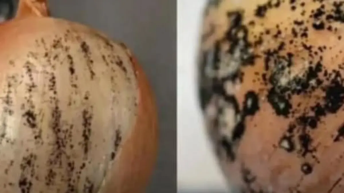 Bercak hitam pada bawang umumnya disebabkan oleh jamur Aspergillus niger. (Instagram @lambegosiip)