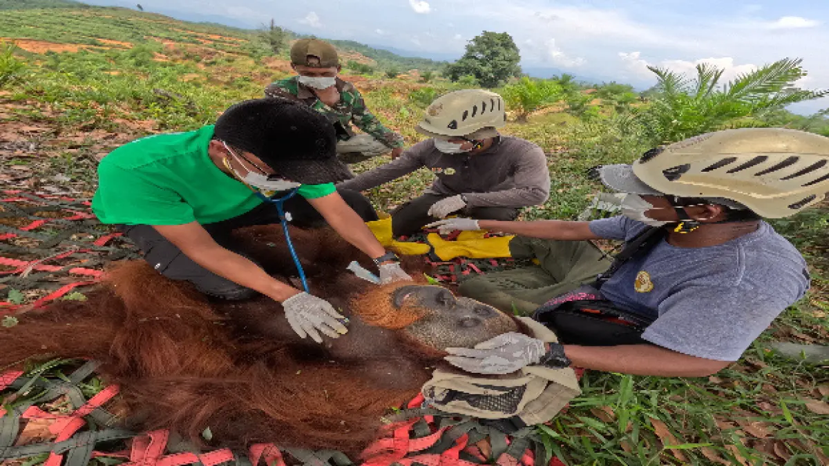 Orangutan masuk ke ladang masyarakat di Batangserangan, Langkat yang kemudian dievakuasi. (Istimewa/Sumut Pos)