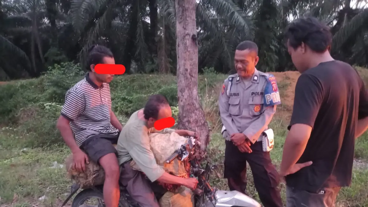 TANGKAP: Polsek Torgamba saat menangkap 2 ornag terduga pencurian tandan sawit di Kebuan Torgamba. (Dok: Polsek Torgamba)

