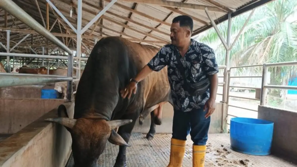 JAGA: Dinas Ketapang memperkuat pengawasan terkait hewan kurban jelang Iduladha. (Dok: Dinas Ketapang)