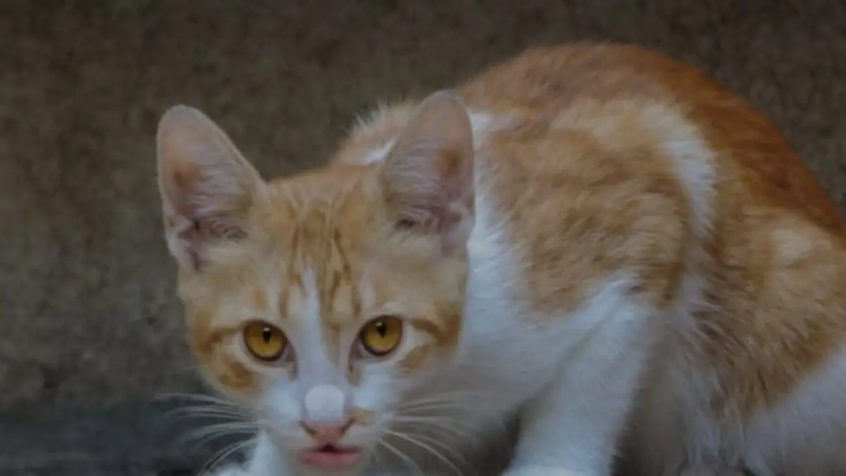 ilustrasi, kucing merupakan karnivora obligat jadi nasi bukan sumber nutrisi utamanya.(pexels.com)