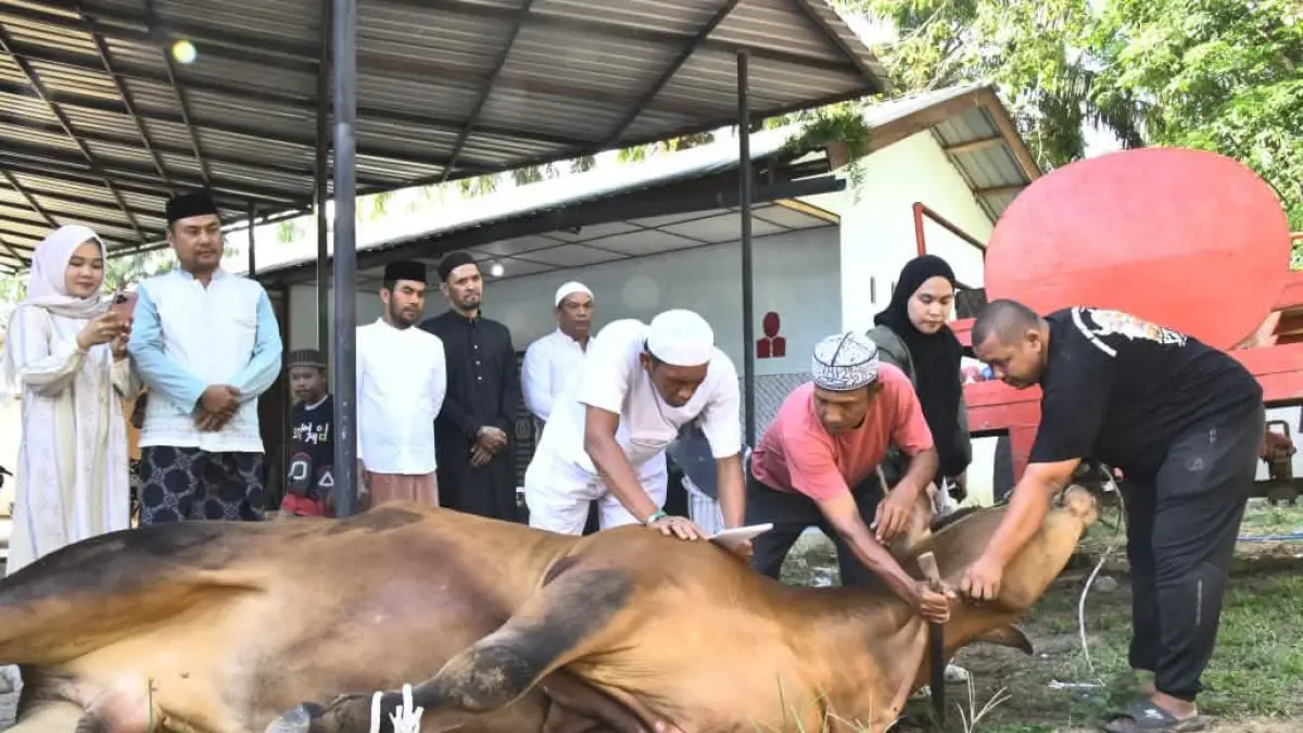  Wakil Bupati Labuhanbatu Utara saksikan penyembelihan hewan kurban bantuan Presiden RI Prabowo Subianto. (Asri Tarigan/Sumut Pos)