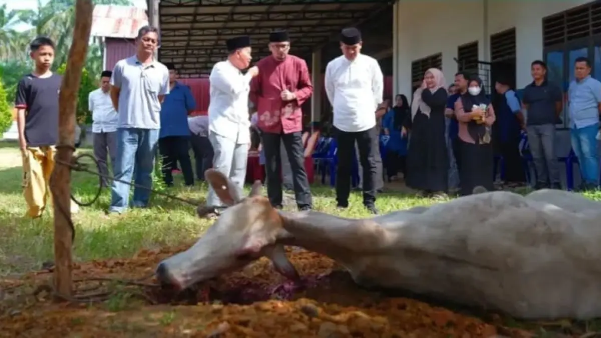 Bupati Fery Sahputra Simatupang S.H saat menyaksikan penyembelihan hewan  kurban. (Khairuddin/Sumut Pos)