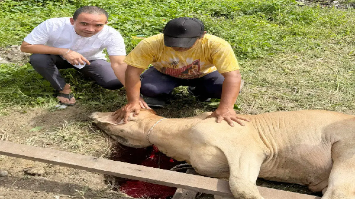 Ketua DPRD Deliserdang yang juga Ketua DPC Partai Gerindra Deliserdang Zakky Shahri saat menyaksikan proses pemotongan sapi kurban. (Batara/Sumut Pos)
