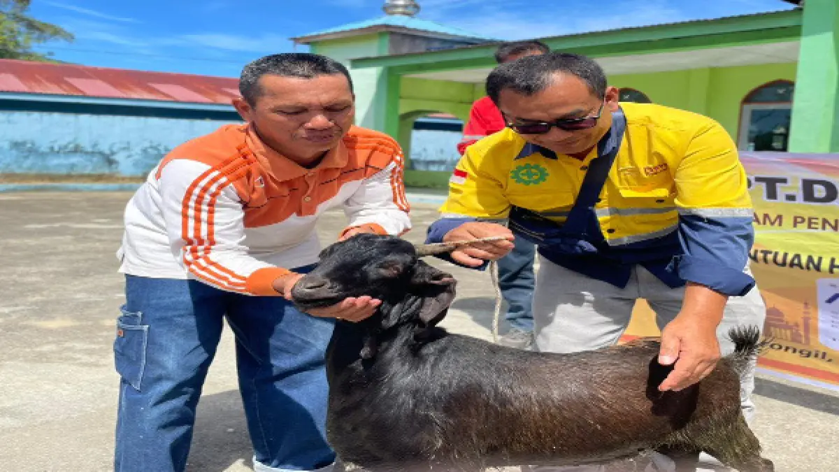PT DPM menyalurkan 10 ekor hewan qurban pada peringatan Hari Raya Idul Adha tahun 2026. (RUDY SITANGGANG/SUMUT POS)
