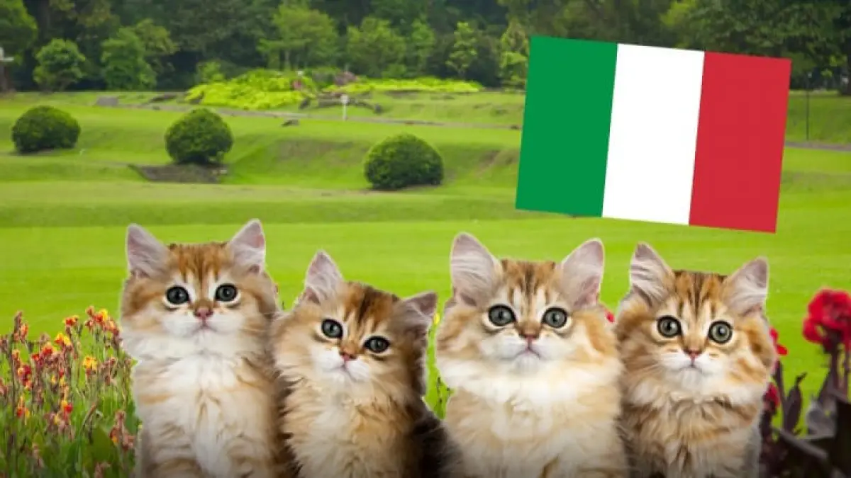 Italia resmi terapkan kebijakan karyawan ambil cuti kerja untuk merawat hewan peliharaan yang sakit. (Instagram @pandemictalks)