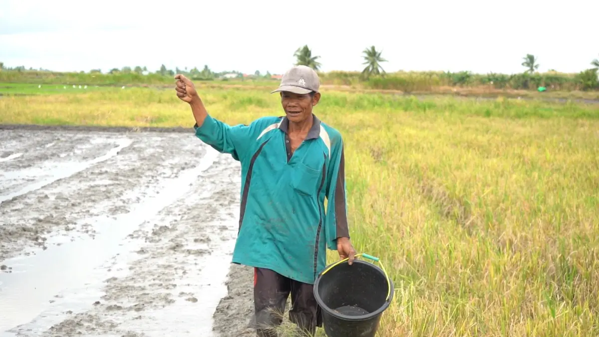 Lahan pertanian petani. Kementan melakukan pemantauan kondisi pertanaman dan panen di sejumlah kawasan produksi padi di Merauke. (foto : Kementan)