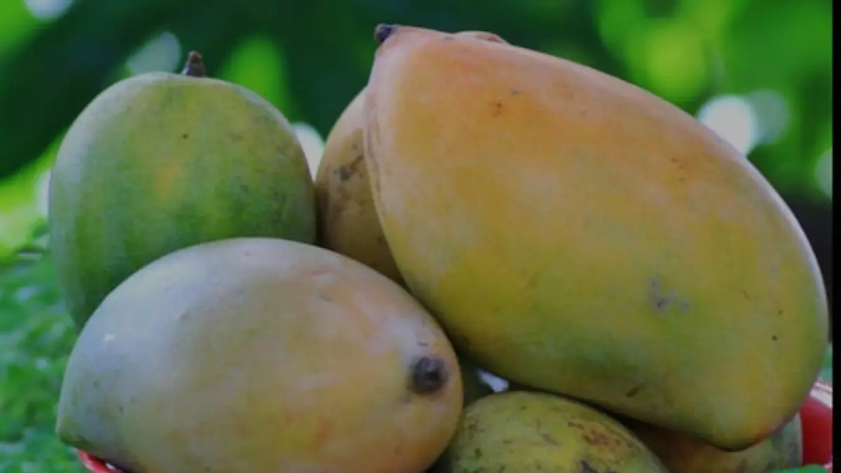 ilustrasi, mangga menjadi salah satu buah yang lebih optimal dikonsumsi dalam bentuk beku. (pexels.com)
