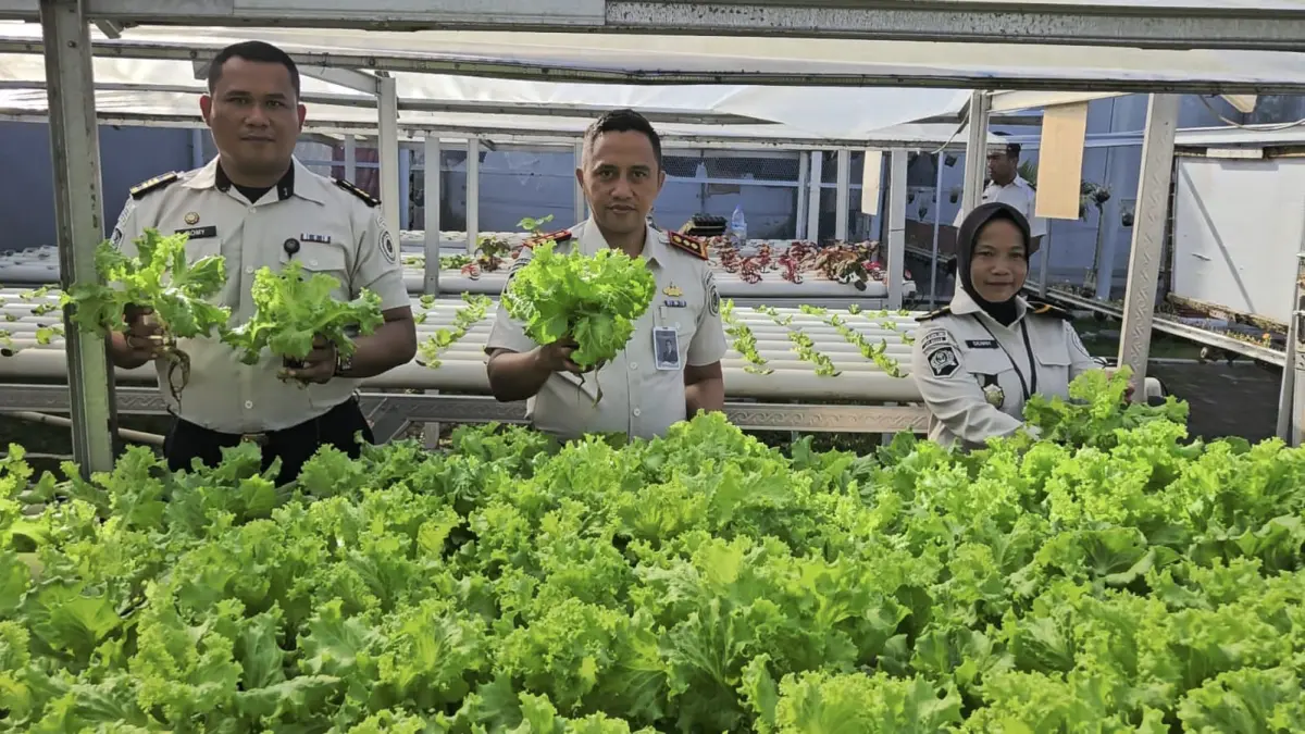 
Kalapas Binjai, Mochamad Mukaffi saat panen sayur dalam program pembinaan kemandirian wargabinaan. (Humas Lapas Binjai/Sumut Pos)