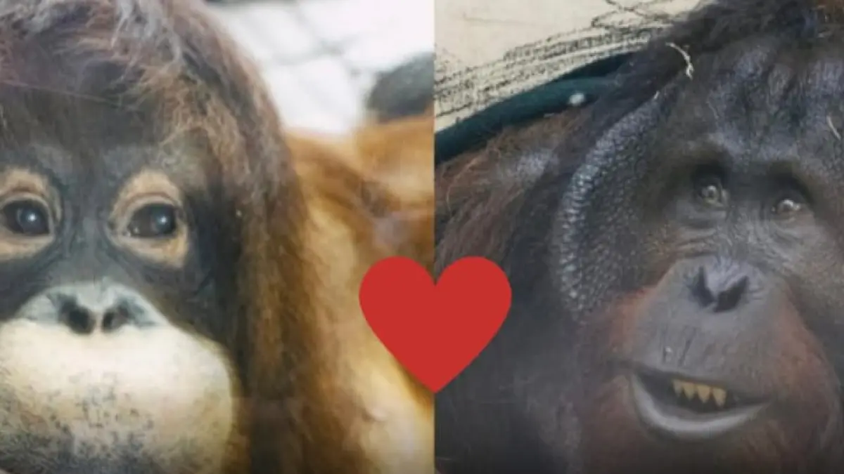 Jennifer, orangutan Kalimantan betina yang didatangkan dari Taman Safari Indonesia melalui program international collaborative breeding loan, diperkenalkan untuk pertama kalinya kepada publik bersama Hayato, orangutan Kalimantan jantan yang lahir dan dibesarkan di Jepang. (Instagram @pandemictalks)