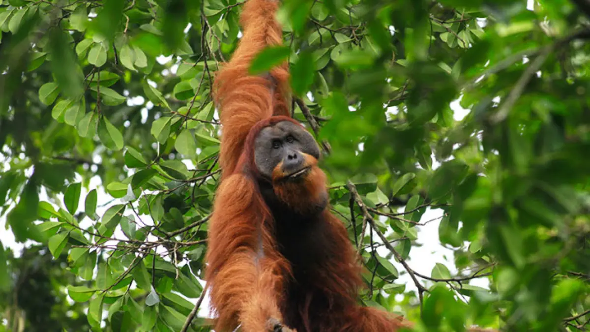 Penelitian Ungkap Longsor Akibat Hujan Ekstrem di Sumatra Utara Diduga Menewaskan 10% Orangutan Tapanuli