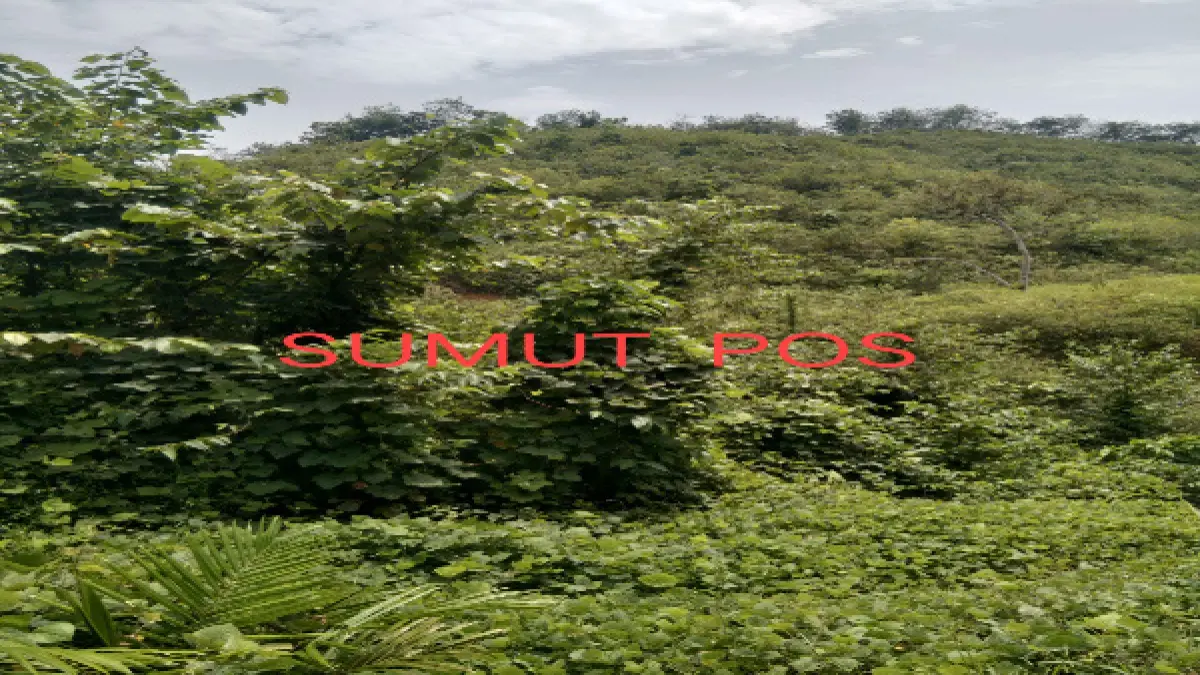  Salah satu lokasi PSR Tahun 2025 di Desa Bangun Rejo, Kecamatan NA IX-X. (Indra/ Sumut Pos)