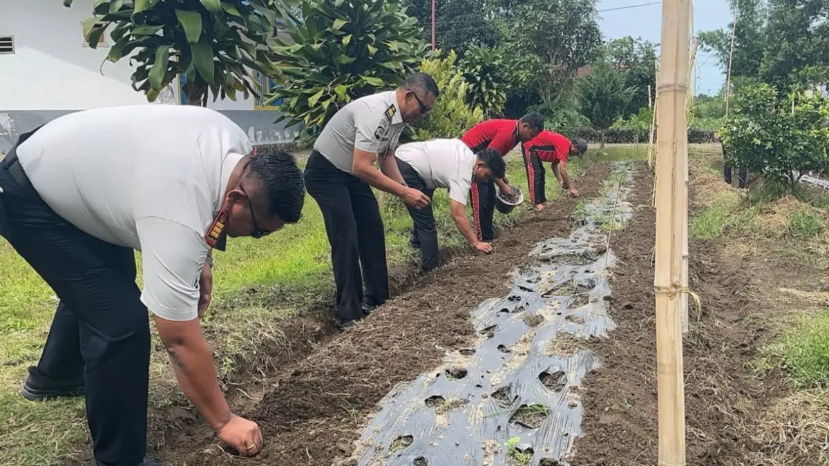 TANAM.: Ka.Rutan Kelas IIB Sidikalang, Loviga Ferdinanta Sembiring bersama jajaran saat melakukan tanam perdana bawang merah dilahan SAE, Kamis (11/6/2026). (RUDY SITANGGANG/SUMUT POS)