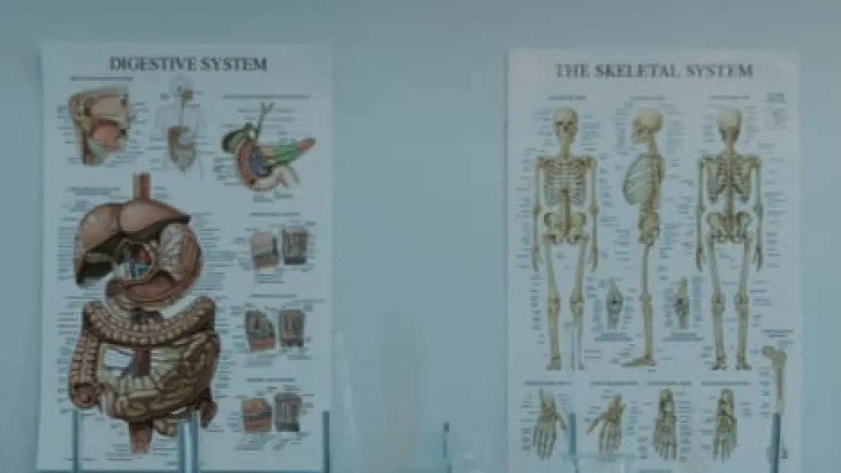 ilustrasi, manusia memiliki lima organ tubuh penting agar dapat bertahan hidup. (pexels.com)