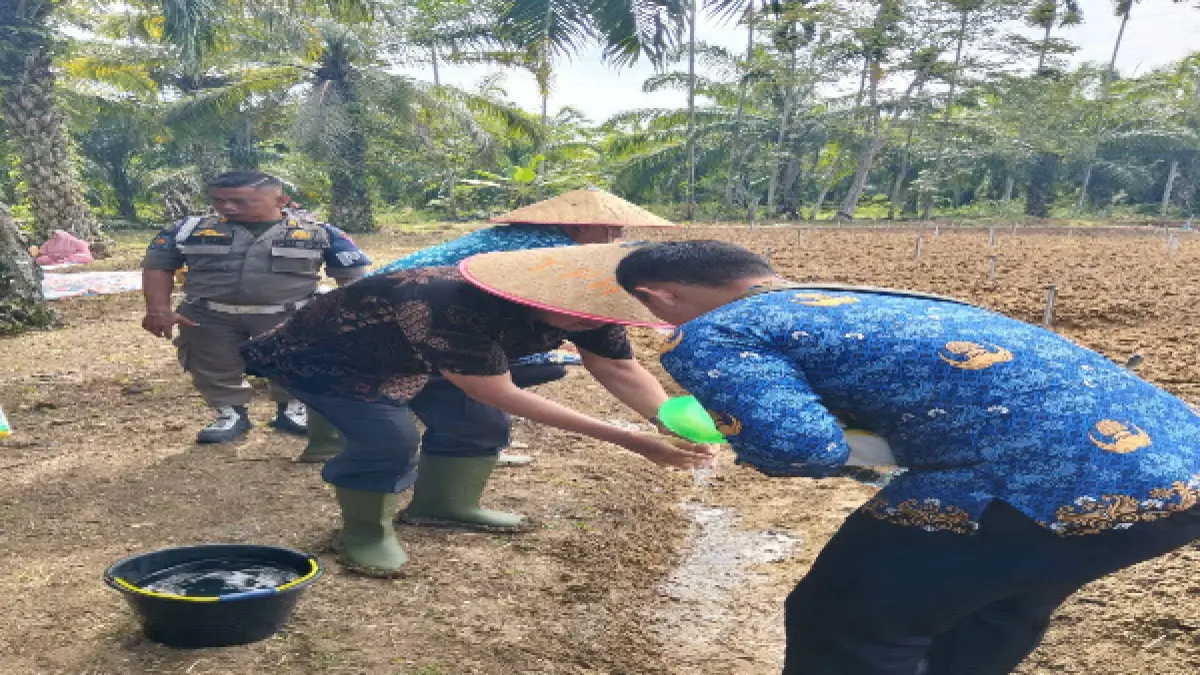 Gerakan Tanam Bawang Merah di desa Sunggam Jae, kecamatan Padang Bolak Tenggara, Paluta Kamis 18 Juni 2026. (mitra Harahap/Sumut Pos)