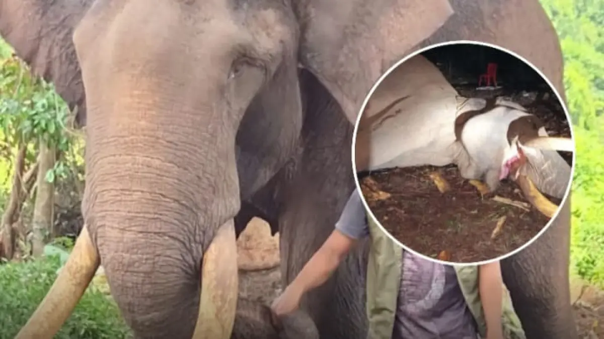 Gajah Indro, salah satu gajah patroli andalan di Taman Nasional Tesso Nilo, dinyatakan mati.(Instagram @pandemictalks)
