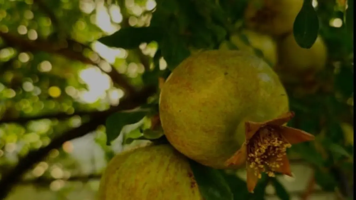 Ilustrasi: pohon buah delima bisa ditanam di halaman rumah, selain mrneduhksn juga bersifat ekonomis. (pexels.com)