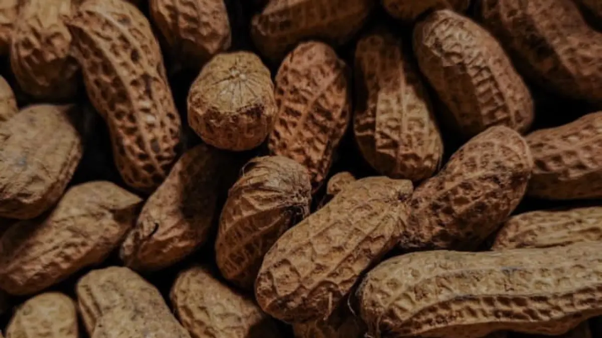 ilustrasi, kacang tanah memiliki kandungan protein yang lebih tinggi dari telur. (pexels.com)