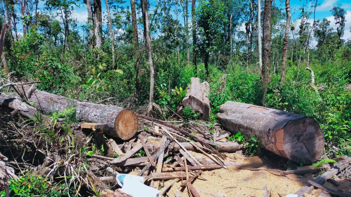 Salahsatu titik pengambilan kayu secara illegal dilahan eks konsesi PT GRUTI di Desa Sileuleu, Kecamatan Sumbul, Kabupaten Dairi pasca pencabutan ijin operasional, 6 Februari 2026 lalu. (RUDY SITANGGANG/SUMUT POS)