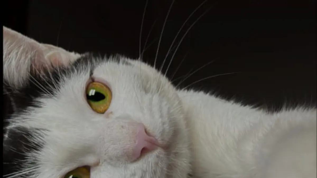 Ilustrasi, kucing adalah salah satu hewan peliharaan yang sering tidur bareng pemiliknya. (pexels.com)