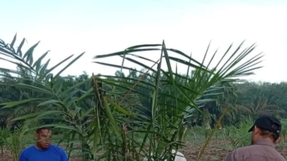 Diduga sawit yang kembali ditanam di Kebun Sei Putih PTPN-IV Regional I. (Batara/Sumut Pos)