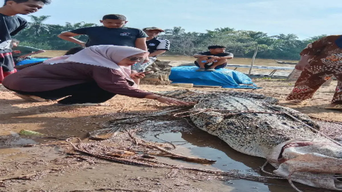 Warga bersama petugas  BPBD mengevakuasi buaya yang terjerat jaring nelayan. (Khairuddin/Sumut Pos)