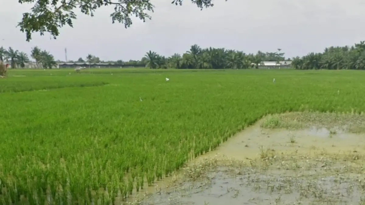 Sawah produktif sepadan yang ditimbun masih ditanami padi. (Batara/Sumut Pos)