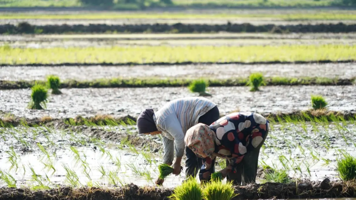 Pemkab Paluta dukung penuh Gerakan tanam Serempak Kementan untuk Swasembada Pangan.(Mitra Harahap/Sumut Pos)