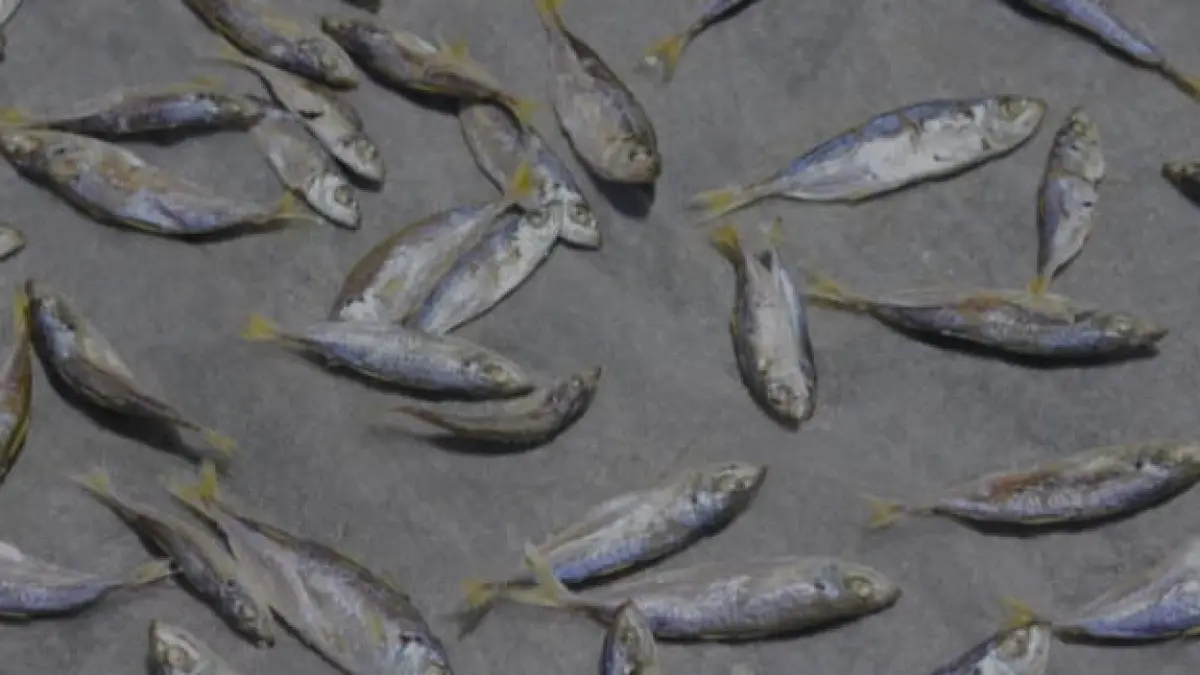 Ilustrasi, mengonsumsi ikan asin terlalu sering bisa memicu masalah kesehatan. (pexels.com)