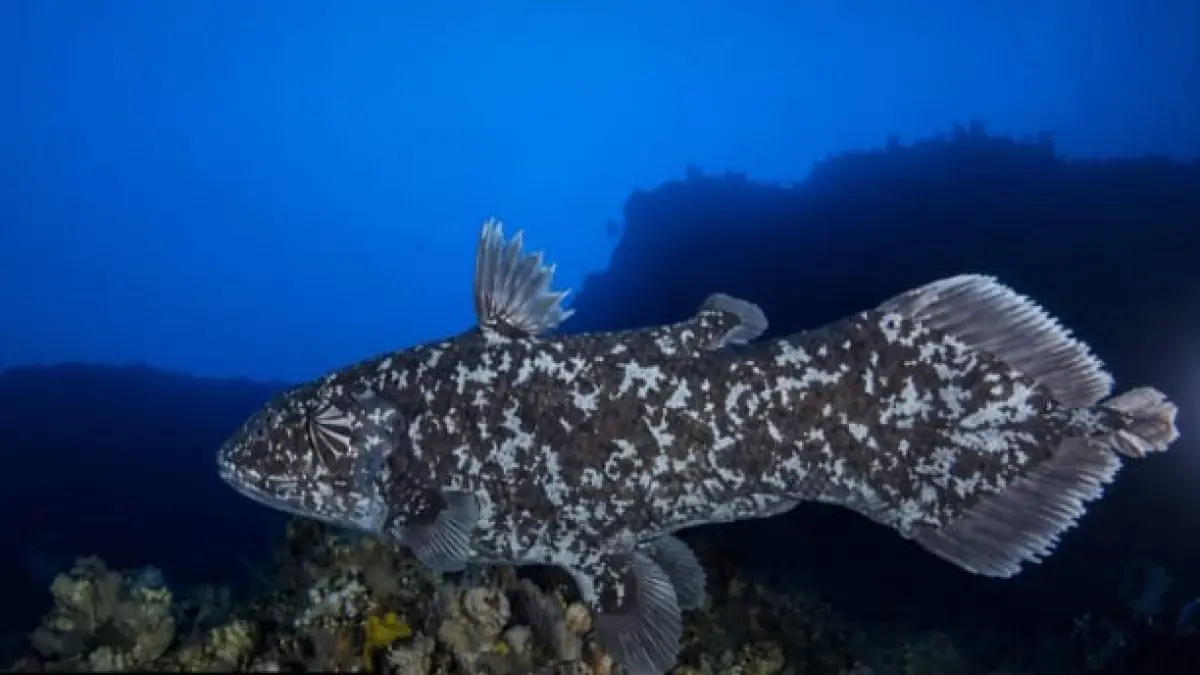Coelacanth dikenal sebagai salah satu “fosil hidup” karena garis keturunannya mampu bertahan selama sekitar 400 juta tahun.(Instagram @pandemictalks)