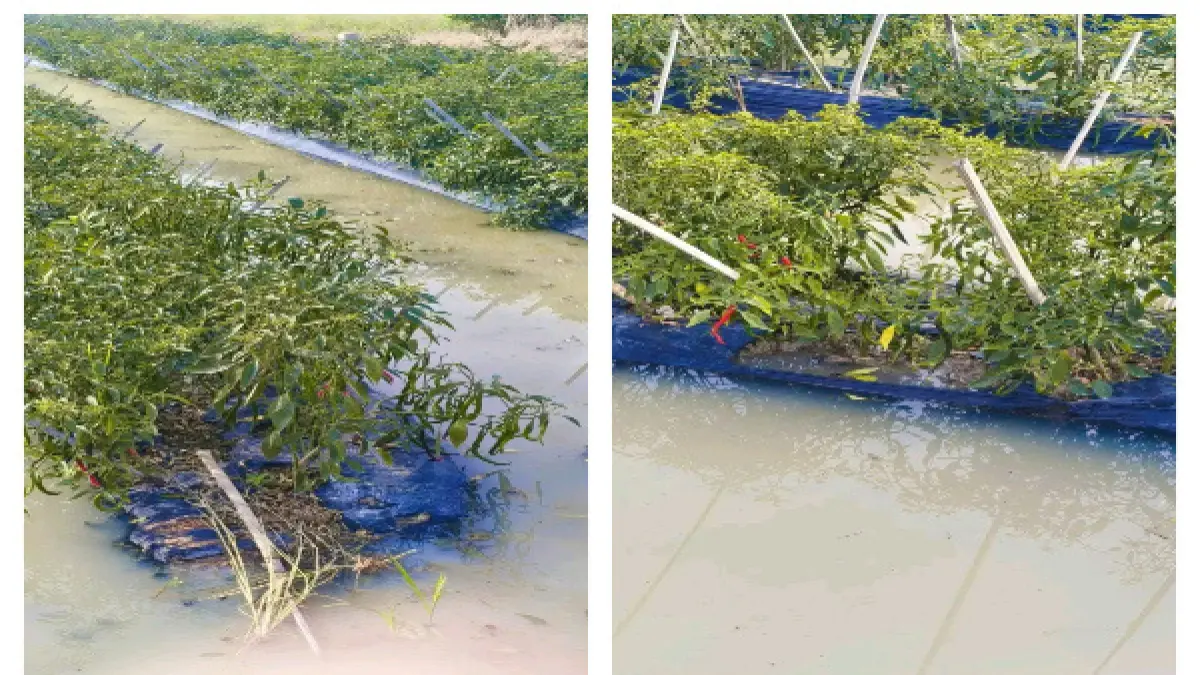 Kondisi areal pertanian cabe terendam di Desa Gambus Laut, Kecamatan Limapuluh Pesisir, Batubara, Sumut, Kamis(6/8/2026). (Foto. Liberti H Haloho)