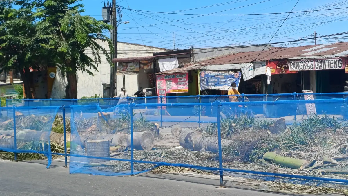 TEBANG: Pohon di Jalan TB Simatupang, Medan Sunggal, ditebang sebagai dampak dari pembangunan BRT Mebidang. (Dok: Markus Pasaribu/Sumut Pos) 