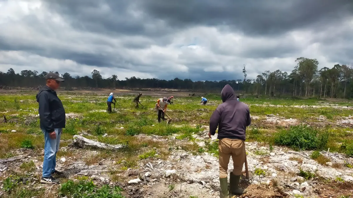 RAWAT: Manager Operasional, Kery Sinaga dan karyawan sedang merawat perkebunan kopi di areal konsesi PT GRUTI di Desa Parbuluan VI, Kecamatan Parbuluan, Kabupaten Dairi, sebelum ijin operasional dicabut. (Dok: Rudy Sitanggang/ Sumut Pos)