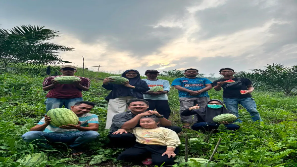 Ketua Yayasan Nusa Bakti Labura, Joang Alfiansyah Munthe didampingi SPPG panen semangka di lokasi perkebunan milik warga. (Indra /Sumut Pos)