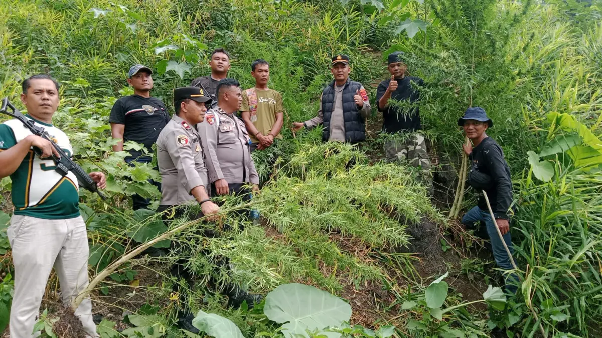 
Kapolsek Kuala, AKP Syamsul Bahri (tiga dari kanan) dan tim, menunjukkan batang pohon ganja beserta tersangka yang kini sudah dilimpahkan ke Satresnarkoba Polres Langkat. (Polsek Kuala/Sumut Pos)