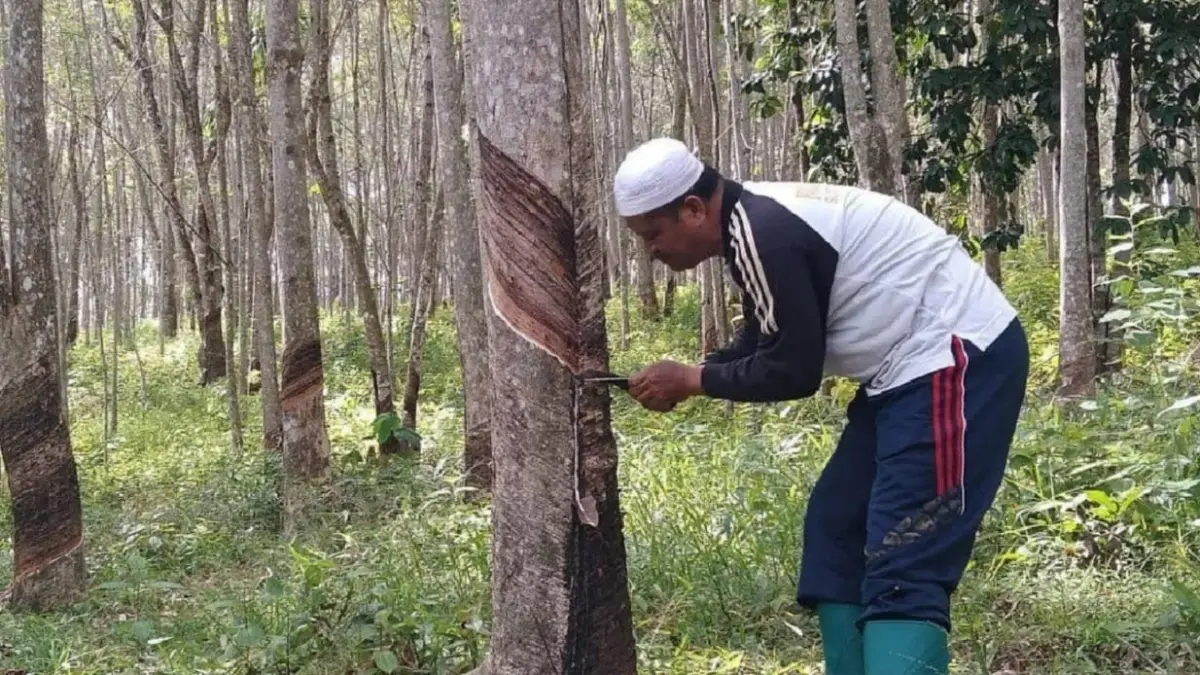 H. Idaham Butar Butar, salah seorang Petani karet asal kecamatan Sosopan sedang mengguris kebun karetnya. (Mitra Harahap/Sumut Pos)