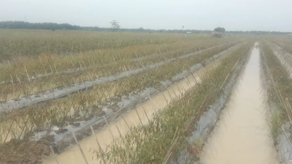 Petani Cabai Gambus Laut Mengalami Gagal Panen Akibat Banjir, Butuh Bantuan Pemerintah